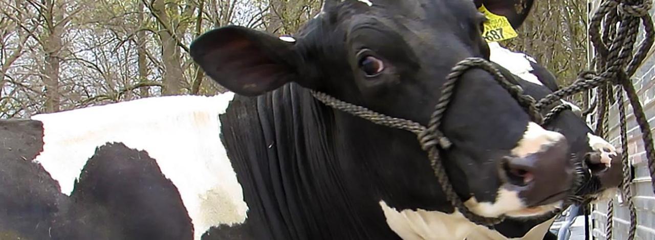 Close up of cow